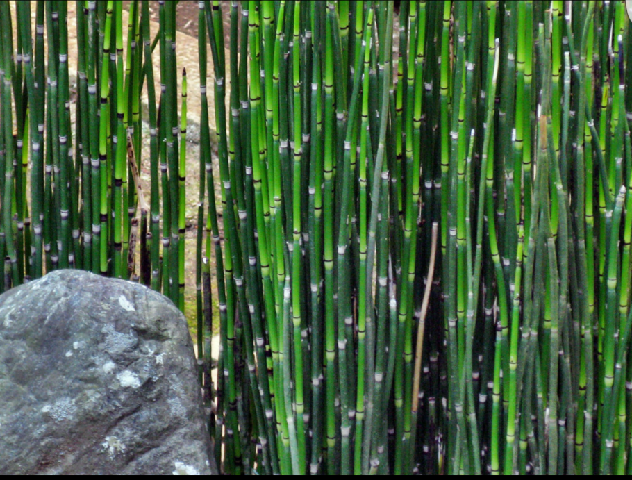 Плаун (Lycopodium)