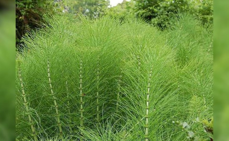 Horsetail Equisetum arvense растение