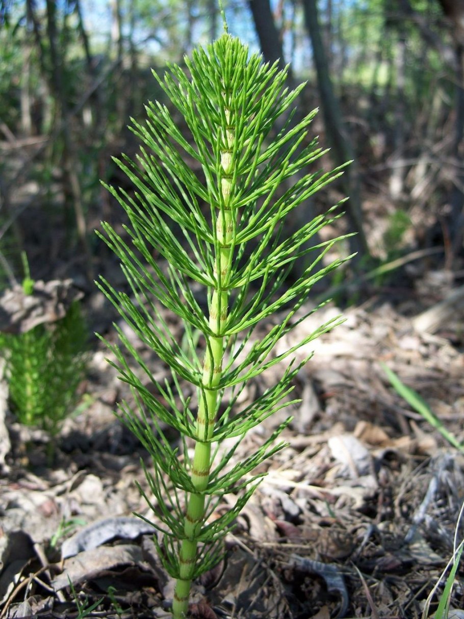 Хвощ (Equisetum)