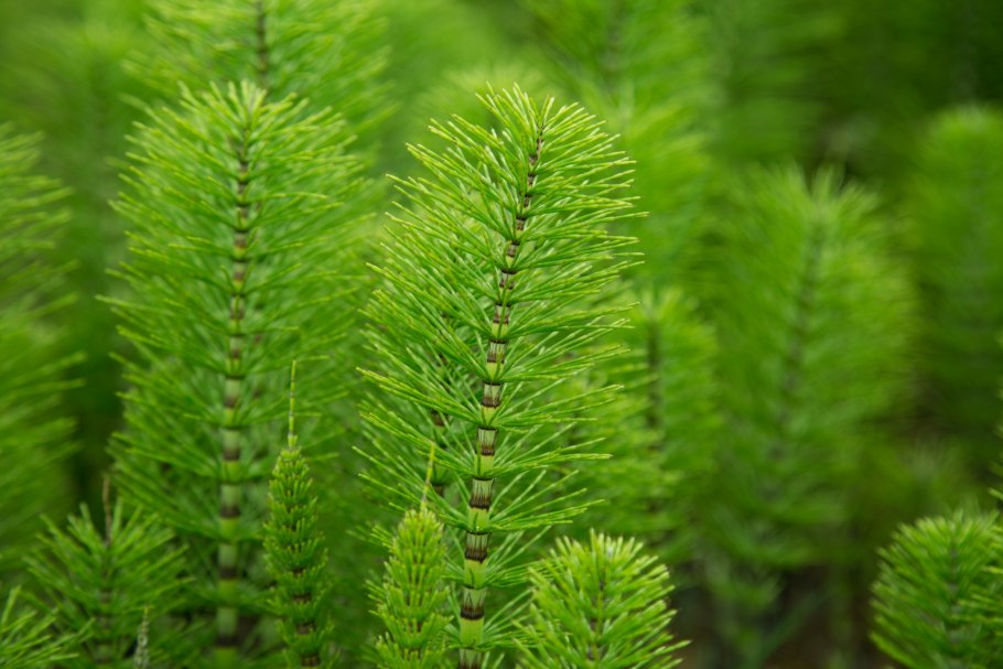 Equisetum arvense l.