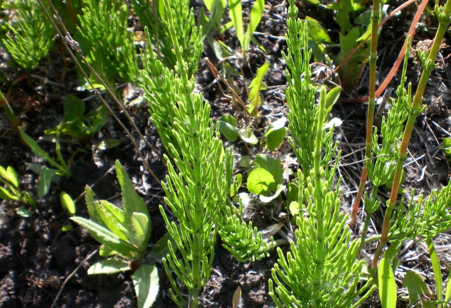 Equisetum giganteum