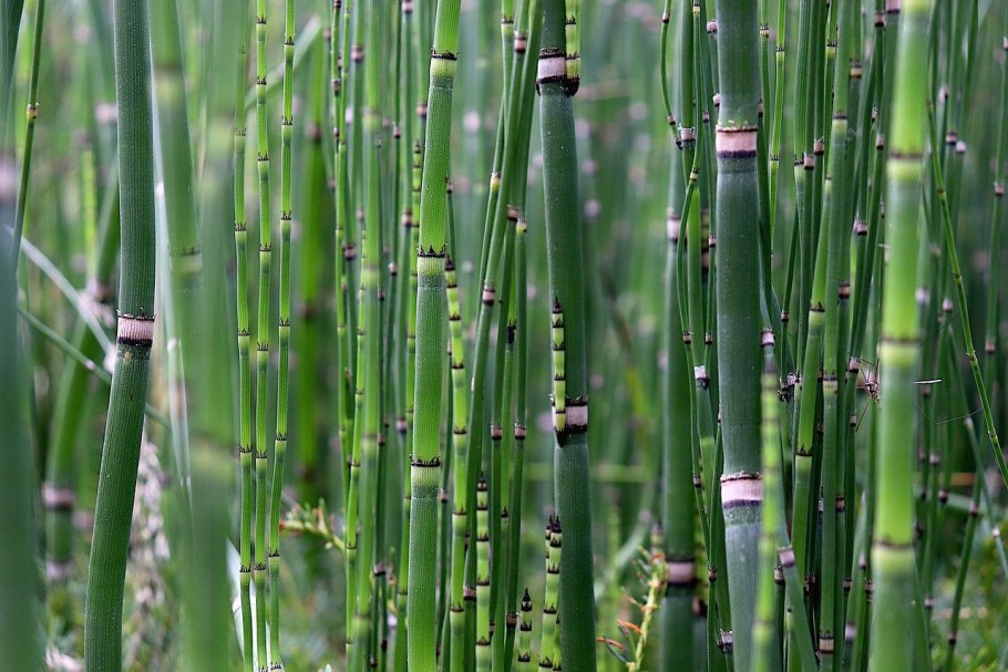 Хвощ гигантский Equisetum giganteum