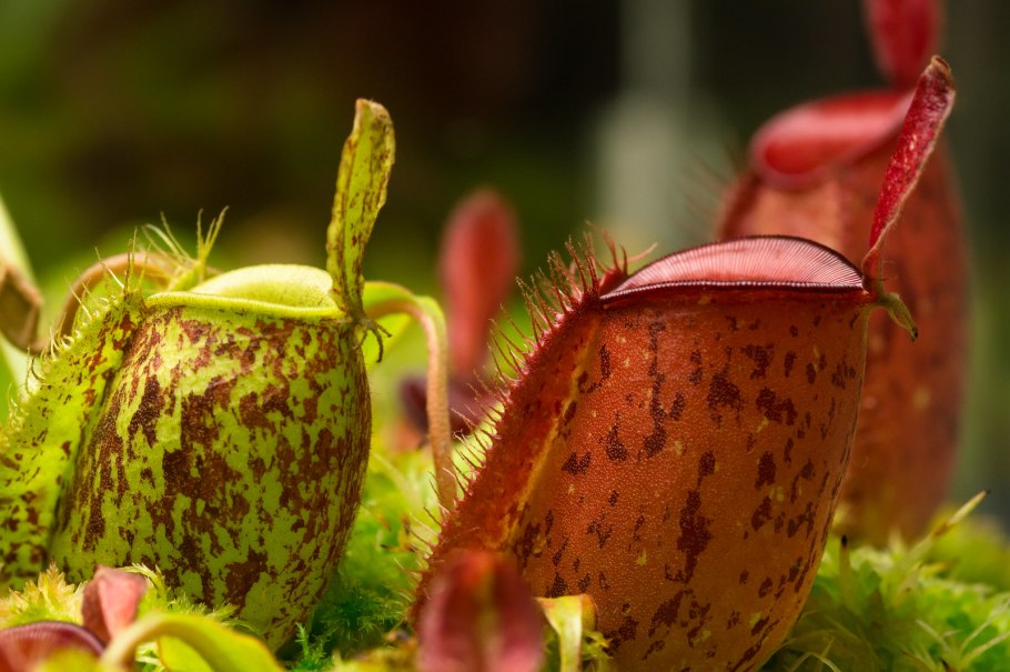 Венерин башмачок листья