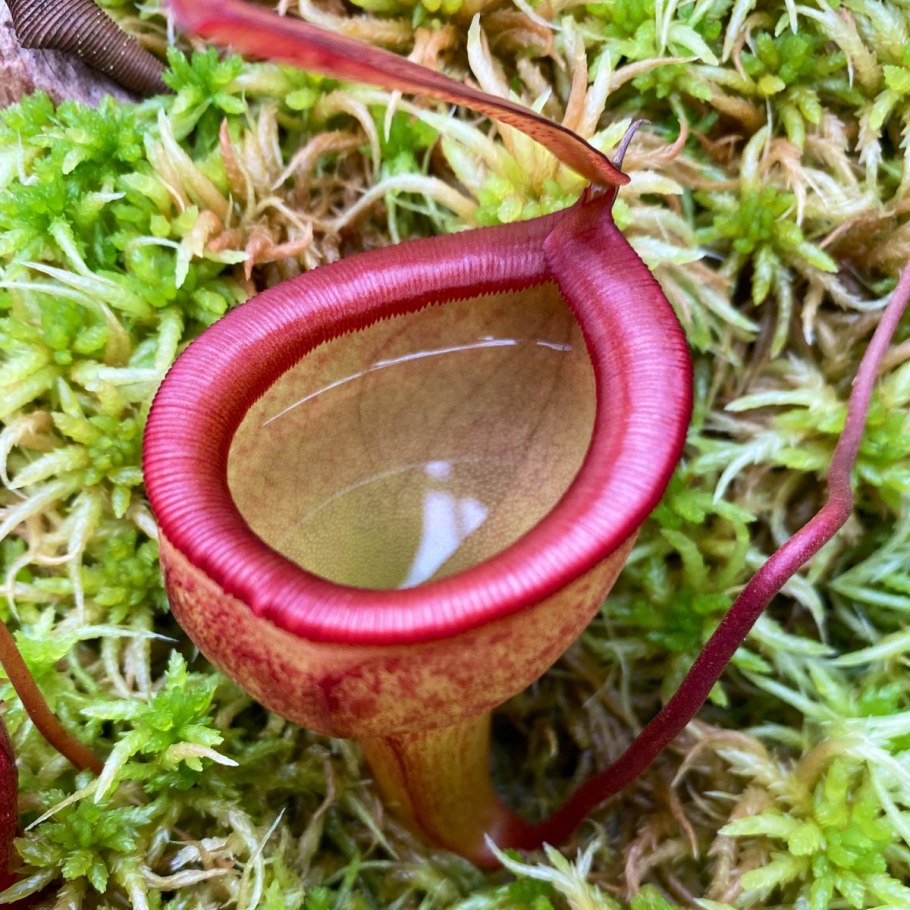 Цефалотус растение хищник