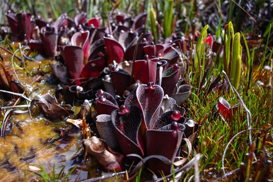 Саррацения гелиамфора