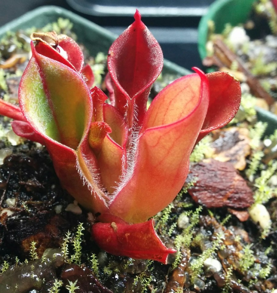 Росянки пкруглолистная