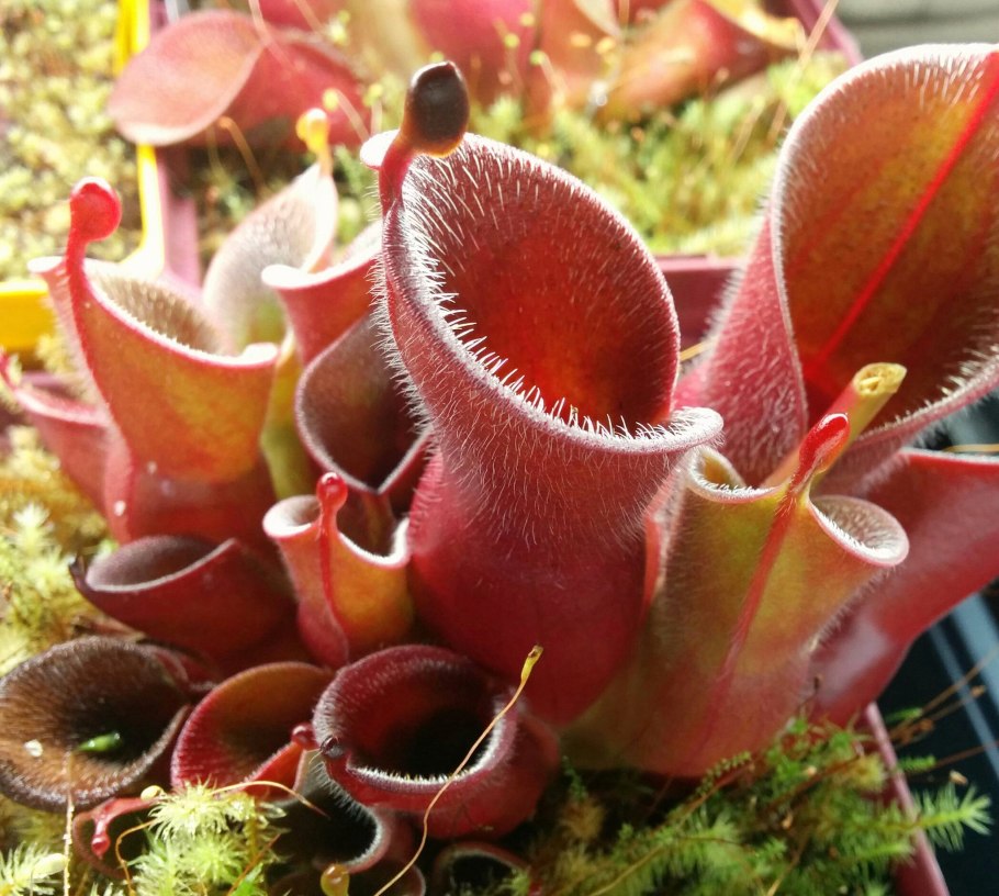 Непентес Лоу