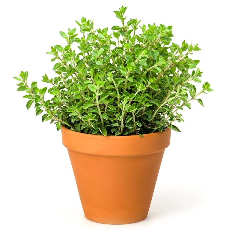 Орегано в горшке д15