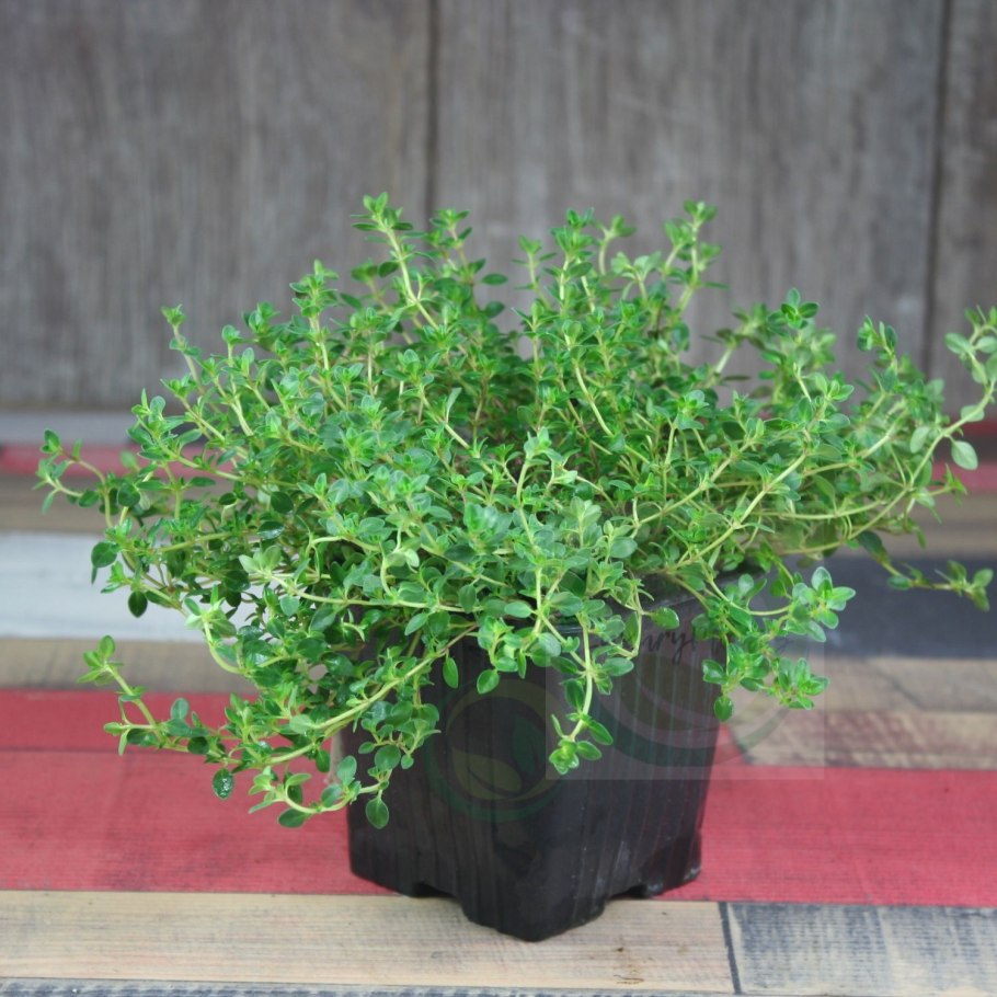 Тимьян дерево