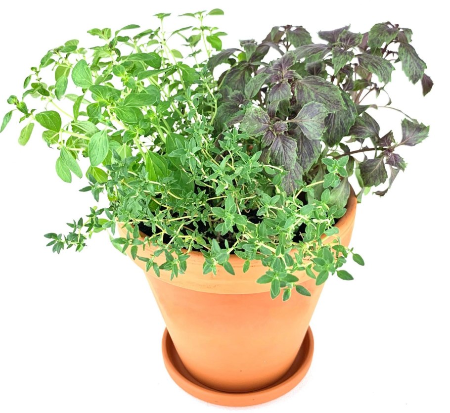 Тимьян розмарин душица