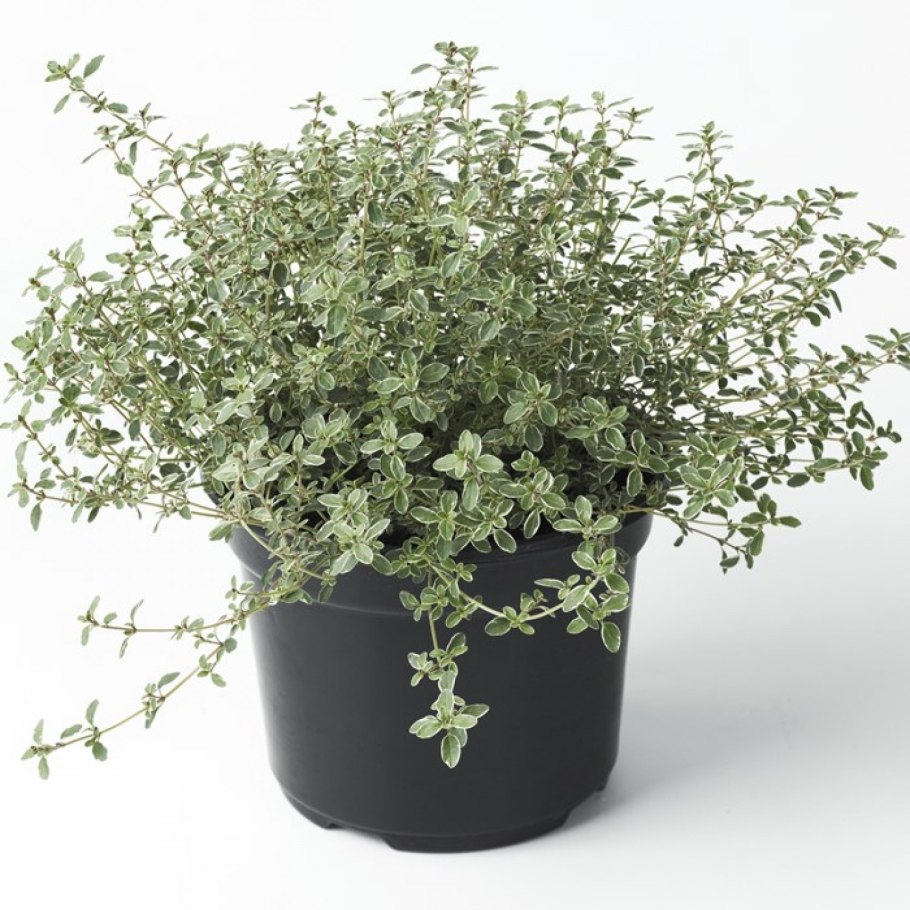 Розмарин это чабрец