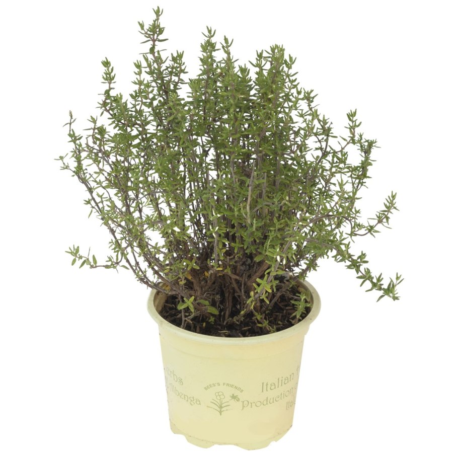 Тимьян микс (d 14)