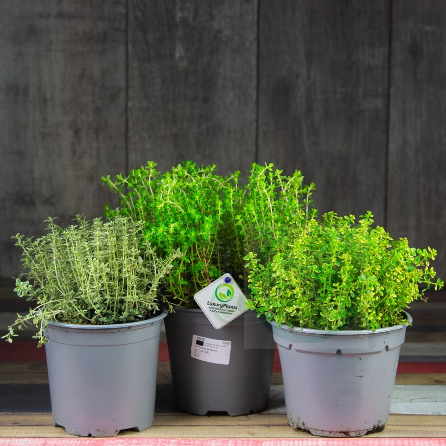 Зелень в горшке "розмарин"