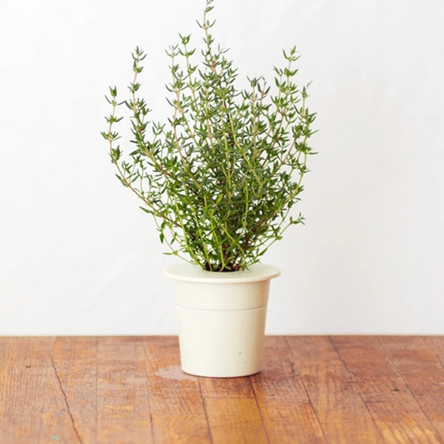 Тимьян лимонный