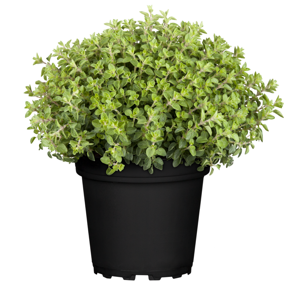 Чабер ампельный