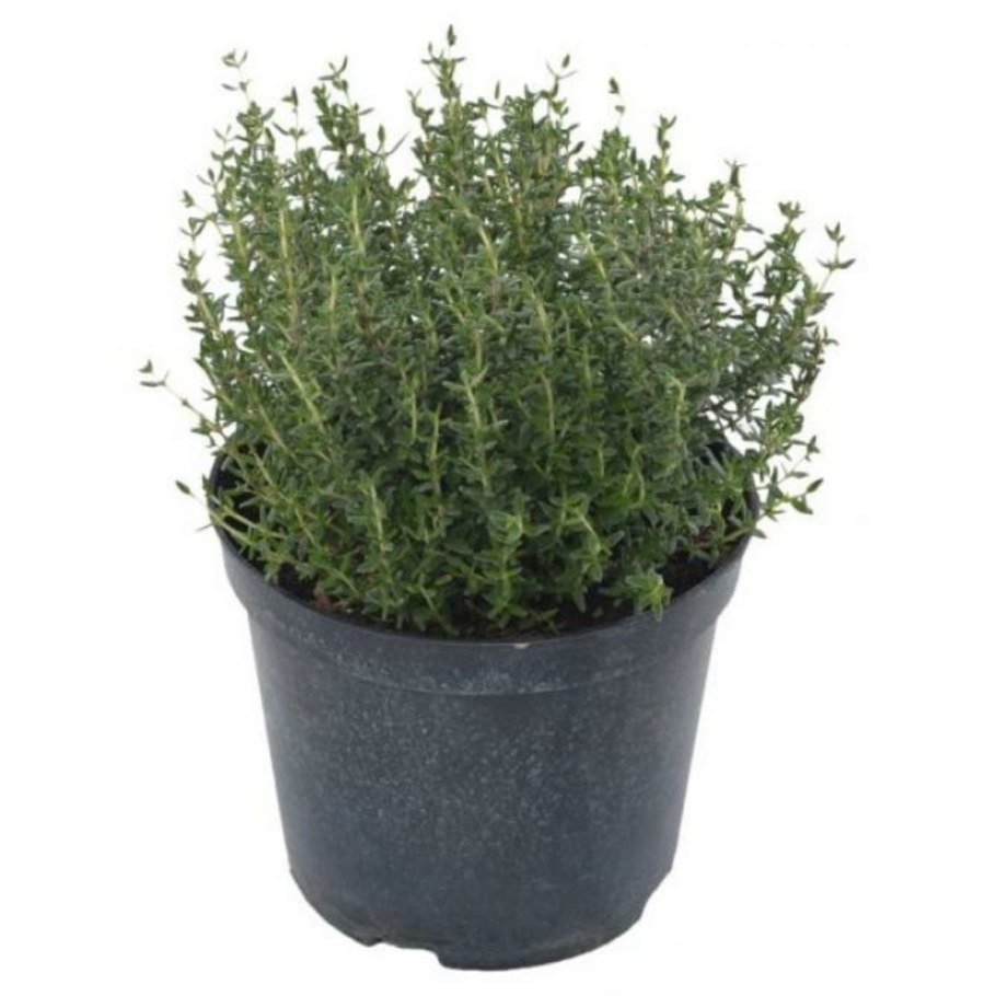 Тимьян обыкновенный Faustini