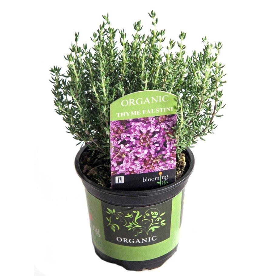 Чабрец без цветов