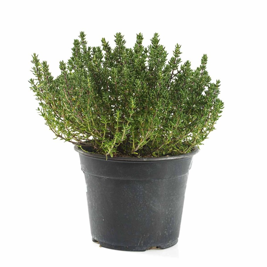 Тимьян цитриодорус ауреус