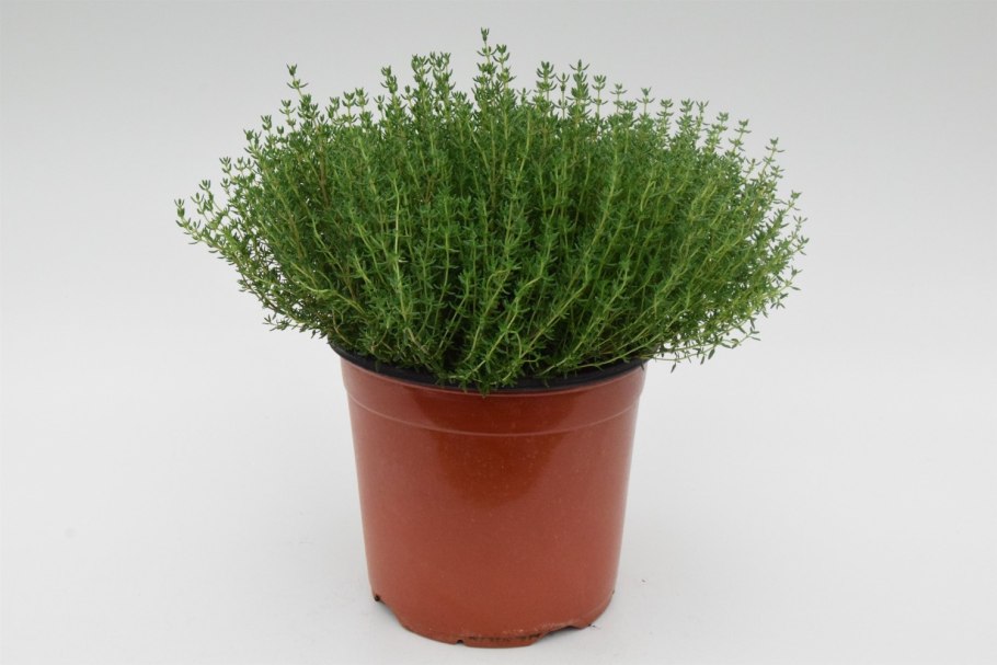 Тимьян в горшке