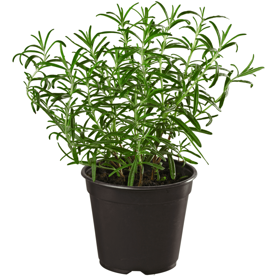 Набор для выращивания Happy Plant вырасти меня! Чабрец чайный