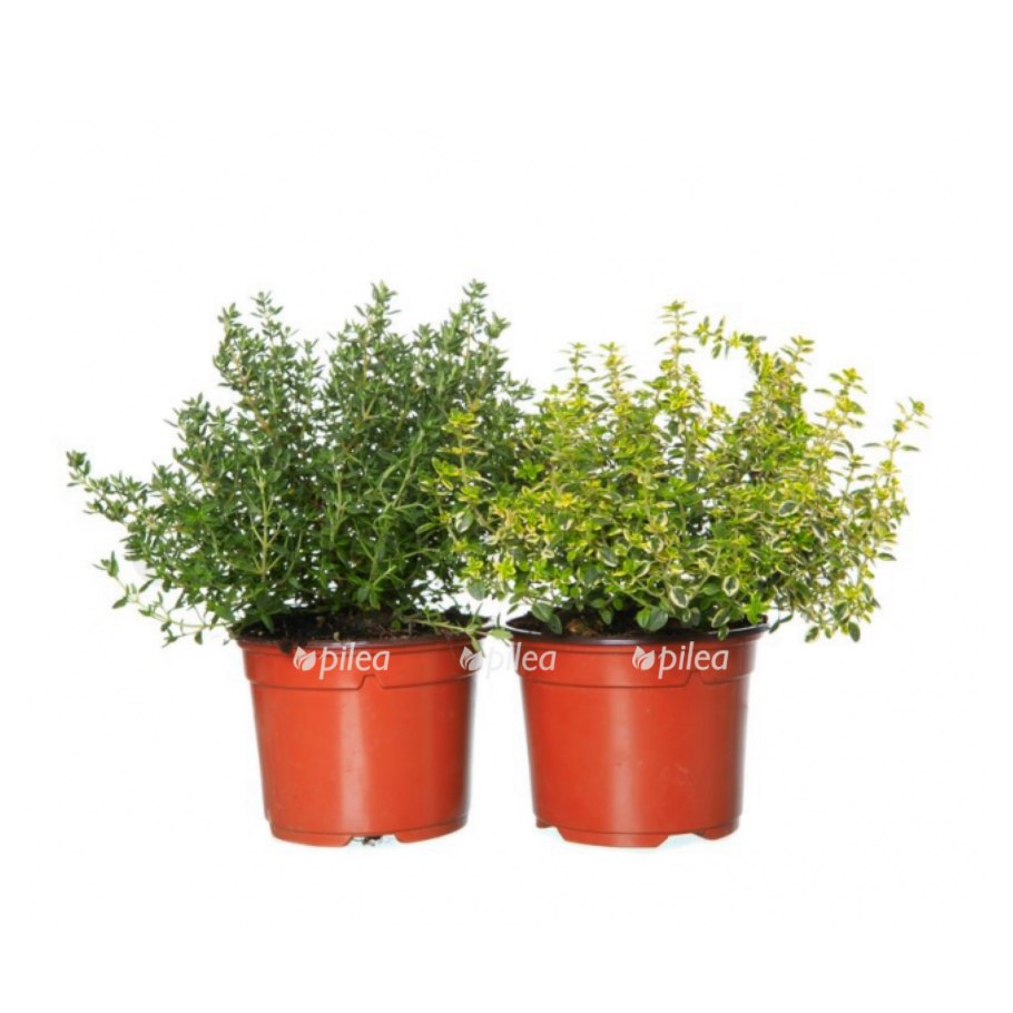 Тимьян в горшке на подоконнике