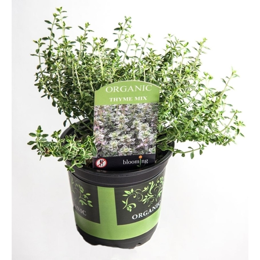 Тимьян микс д9