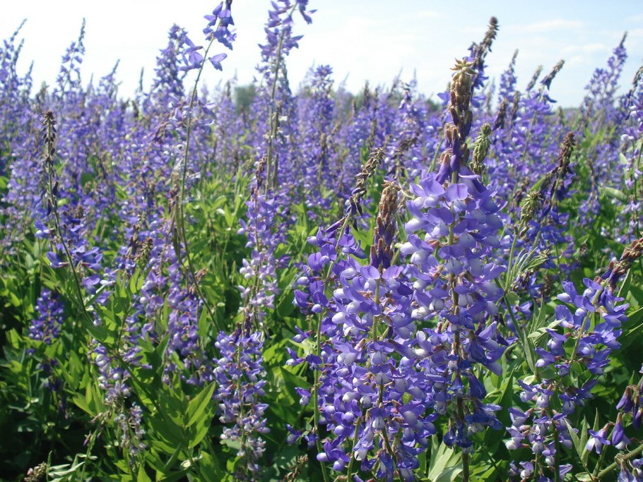 Козлятник Восточный семена