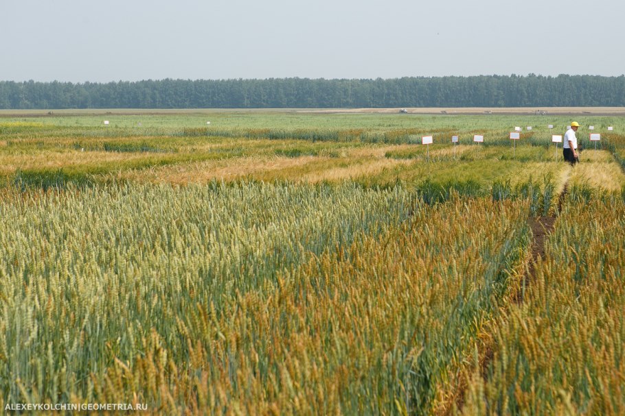 Кормовые культуры в сельском хозяйстве