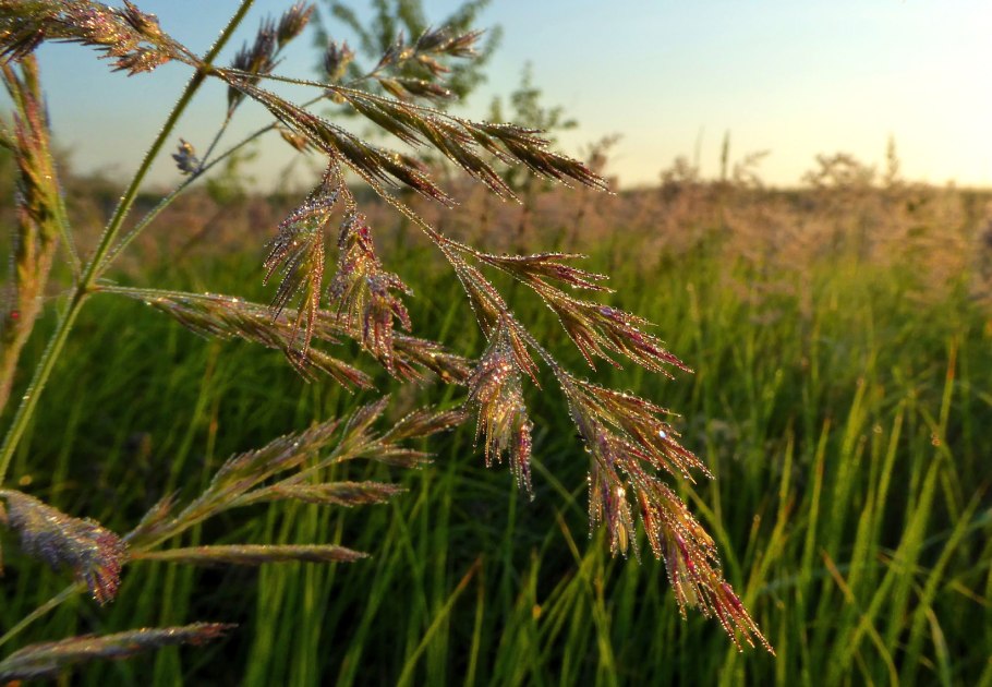 Эспарцет посевной