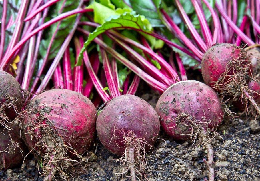 Кипрей узколистный Луговой