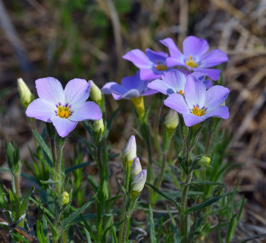 Эспарцет изящный