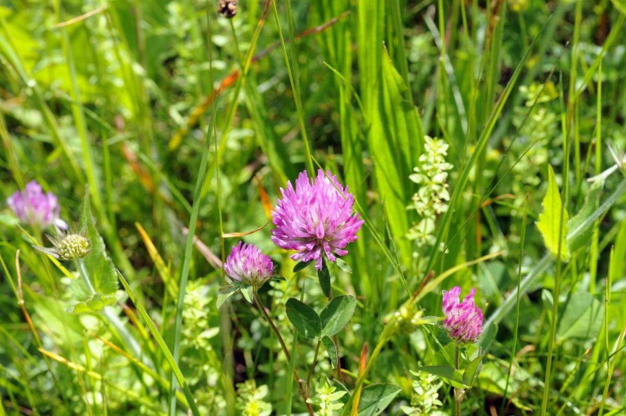 Клевер Витязь Луговой