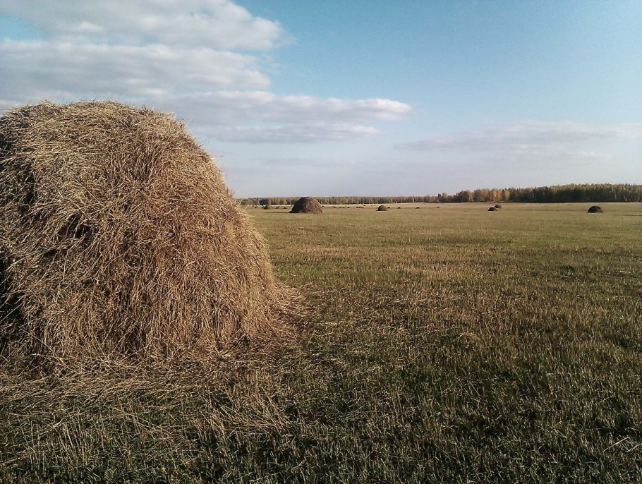 Трава медонос Иван чай