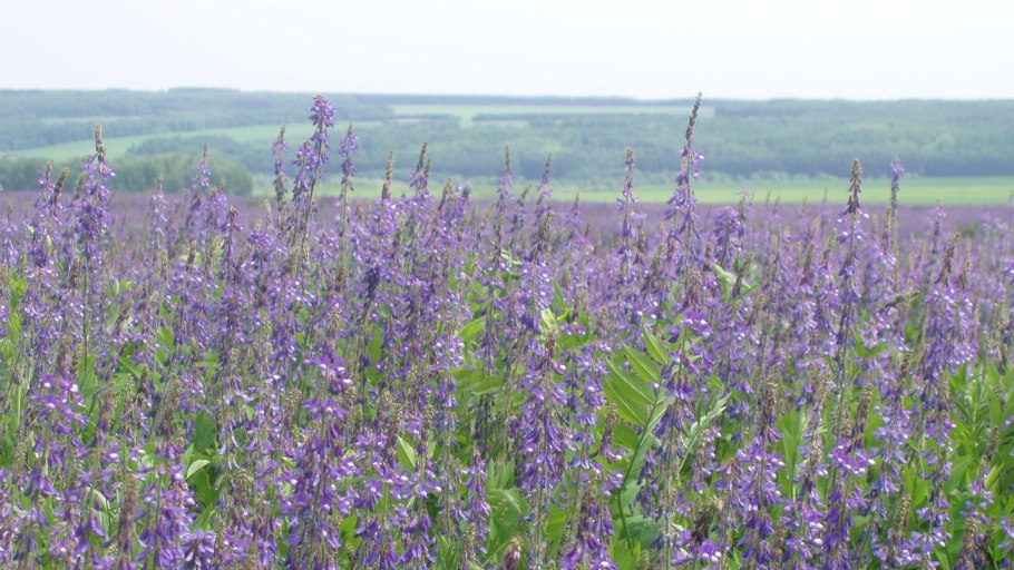 Гаолян сорго