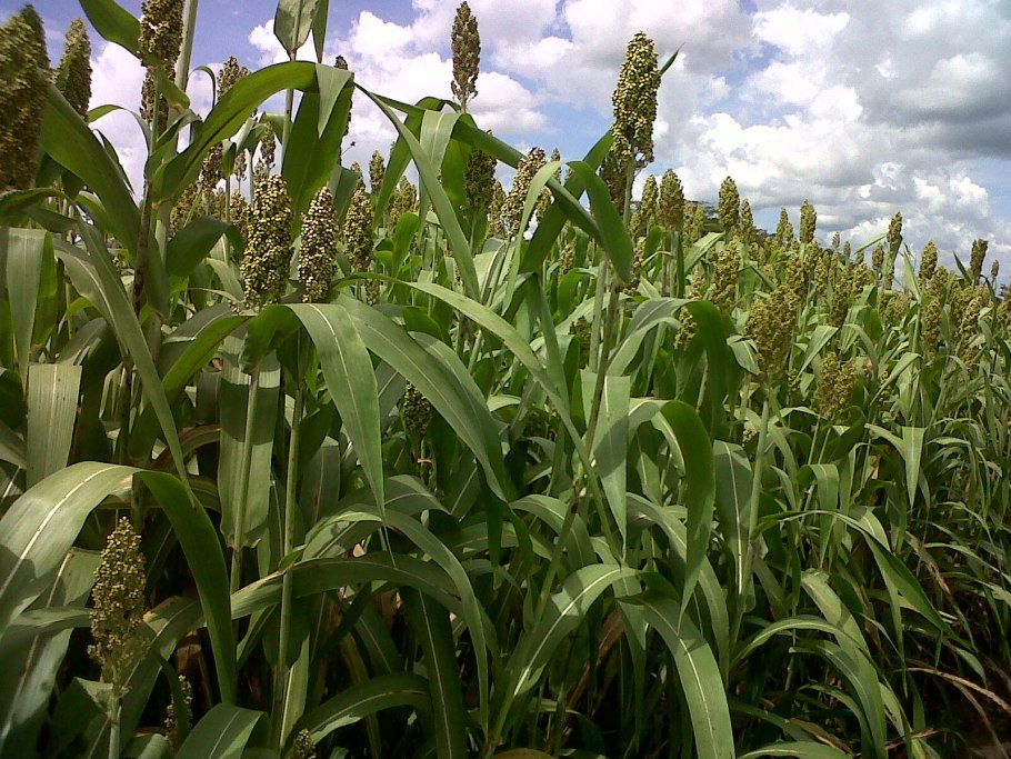 Иван чай кипрей Луговой