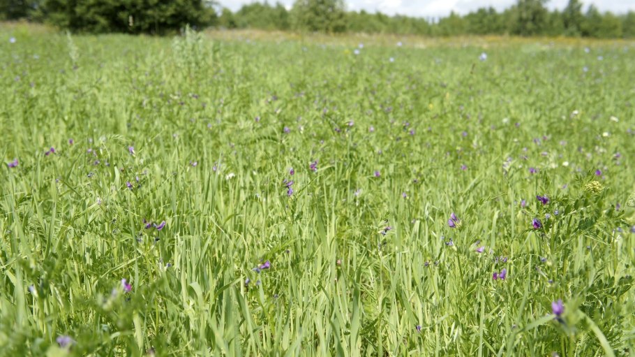 Трава Вика овес