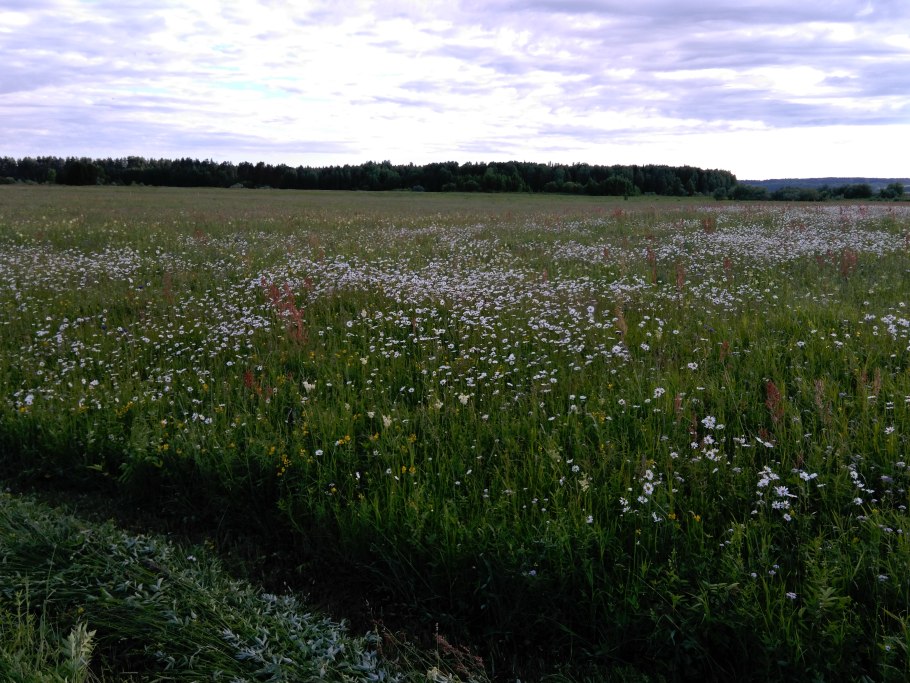 Красный Клевер Александровский сад сидерат