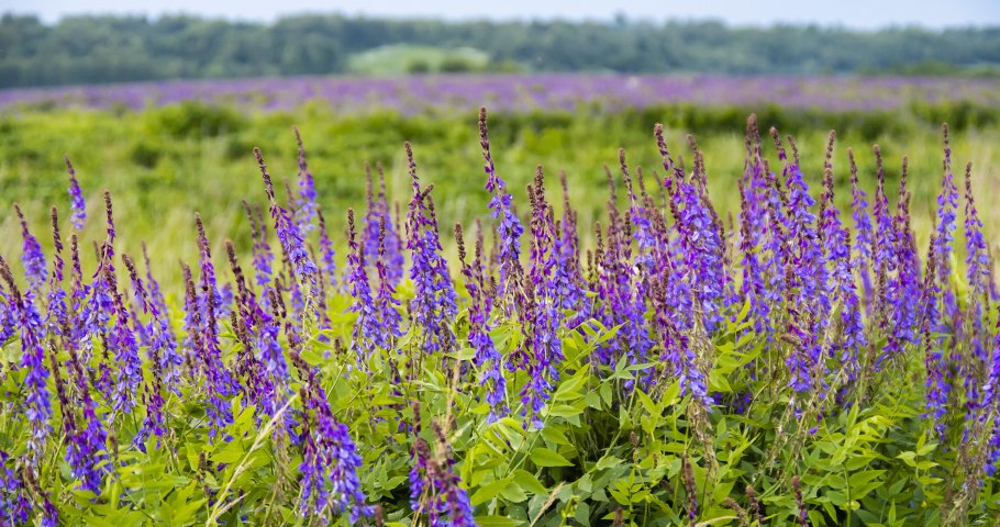 Галега Восточная (козлятник)