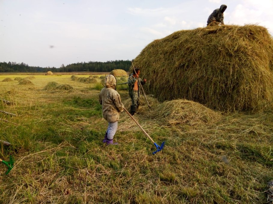 Сенокос в якутии