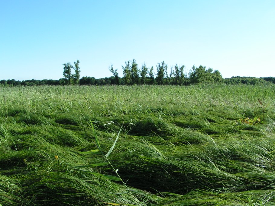Суданская трава, травянистое сорго.