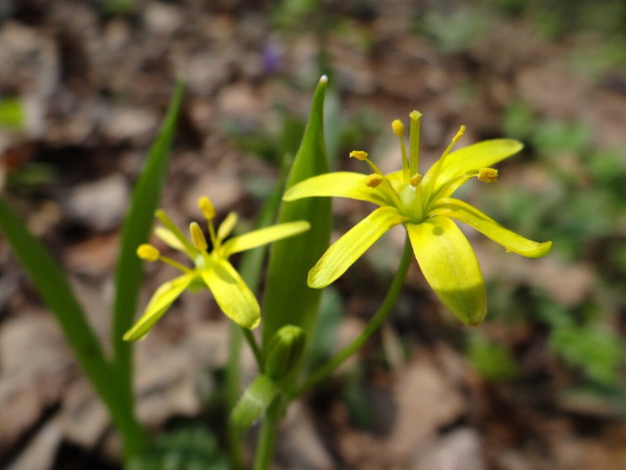 Гусиный лук жёлтый (Gagea lutea)