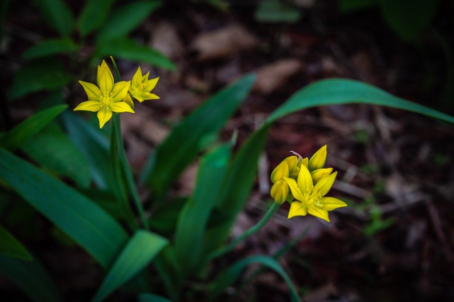 Гусиный лук (Gagea lutea)
