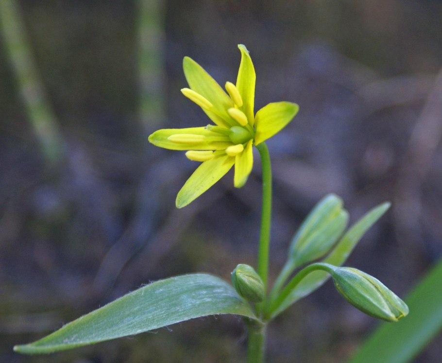 Gagea lutea