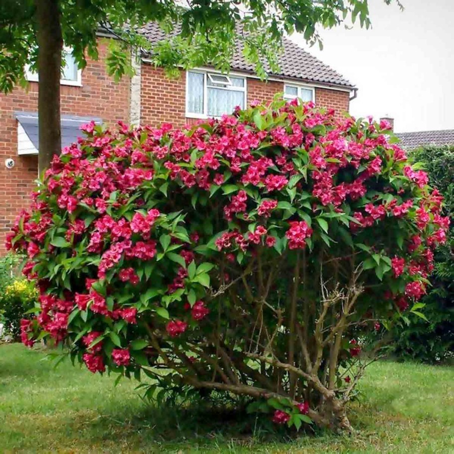 Цветущий куст рододендрон