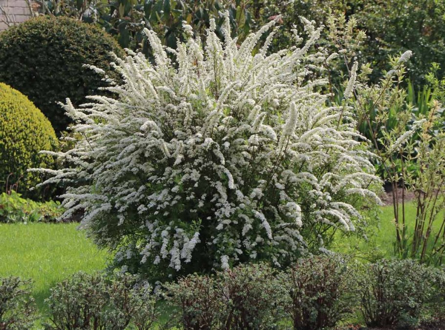 Вейгела кустарник Марджори