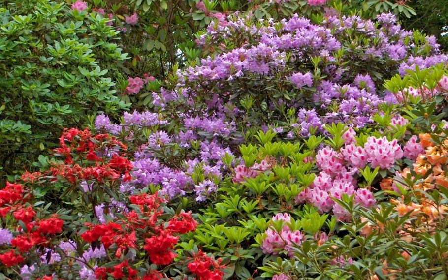 Буддлея Давида Триколор