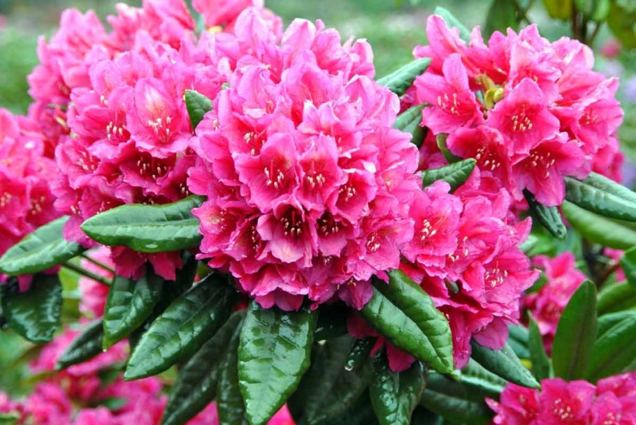 Гортензия Селебрейшен