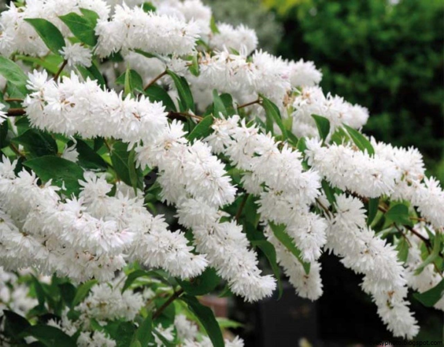 Форест Пинк кустарник