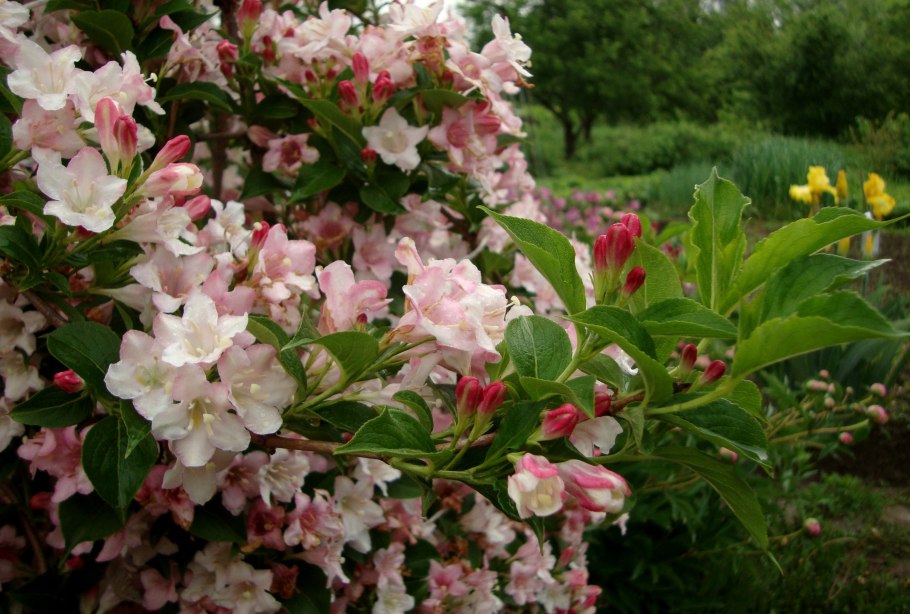 Вейгела ева Ратке