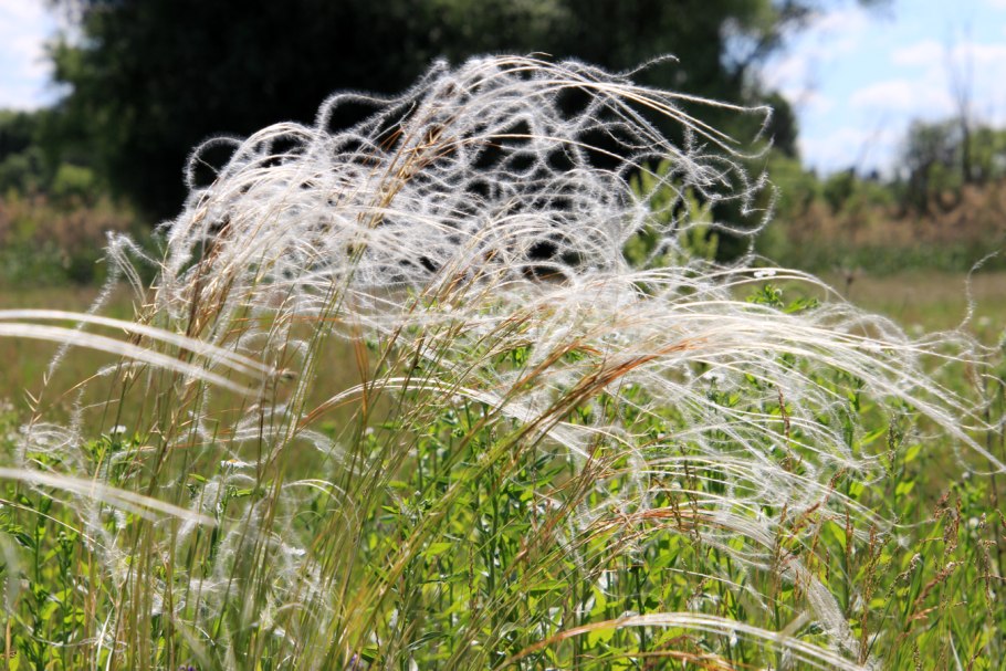 Ковыль ячмень гривастый (Hordeum jubatum)